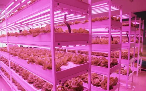 未來已來 植物工廠與麥秸畫，科技與傳統農業的創新融合